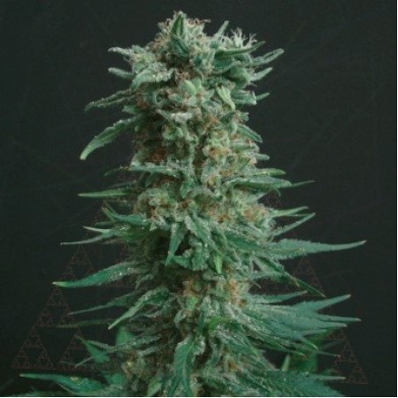 Amnesia Haze